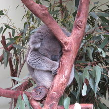 コアラって鳥？？