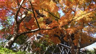 遊龍の松（天然記念物）もあって、これも見所