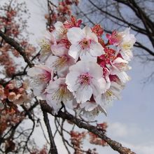 カンザクラが満開でした