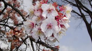 散歩にちょうど良い