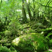 苔の美しい場所