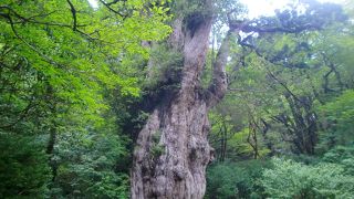 縄文杉に会えたら感動ですよ！