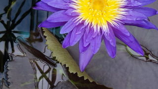 良い癒しになります