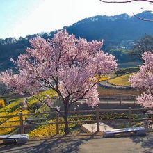 桜と水仙