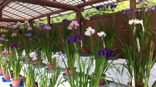 一年に一度はお参りしたい