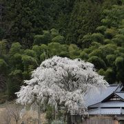 桜寺