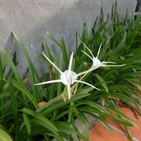 屋上に咲いていた変わった形の花。