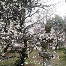 時期は少し過ぎていましたが、まだまだ美しかった白梅