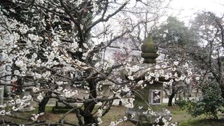 梅の季節が美しい