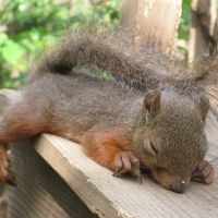 井の頭自然文化園