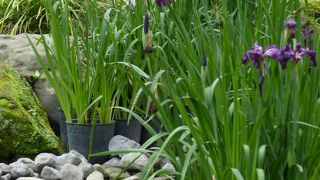 雅なお庭がありました！