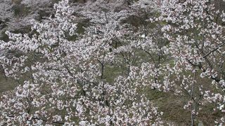 桜・桜・・・桜づくし！！