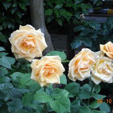 フラワーガーデン内のバラ