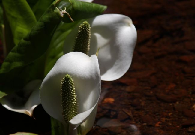 山中峠の水芭蕉群生地