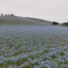 ５月、ネモフィラが満開でした。
