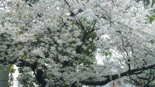 春の桜がきれいです。