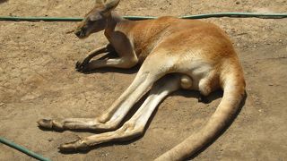 オーストラリアの動物勢ぞろい！
