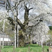 移植された巨大な桜