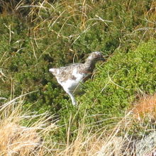 ライチョウはオス、メスとも近くで見られました