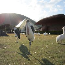 放し飼いになっている、アフリカのコウノトリの仲間