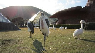 鳥たちの展示が豊富