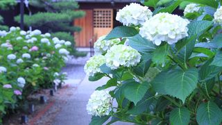 あじさい寺