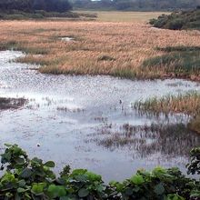 観察には冬の時期が良いようです