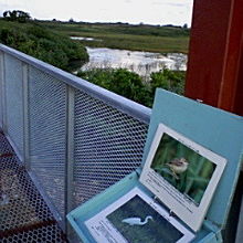 野鳥の案内版もありました