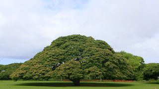 ただのおっきな木ですが何故か興奮！！