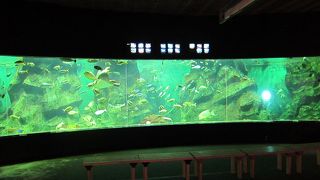 特別なモノはいないが、魚の解説が丁寧でわかりやすい水族館