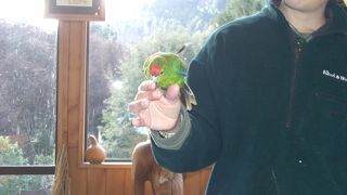 クイーンズタウンでｋｉｗｉに会いたいならココ