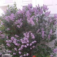 初夏の季節は付近にライラックの花が多く見られます