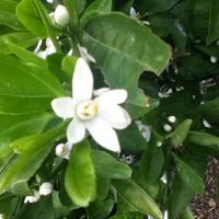 和歌山名物みかんの花