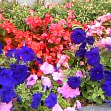 大江橋付近で、綺麗でした〜