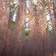 藤の花のカーテンを体験！