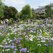 堀切菖蒲園　６月は菖蒲が見頃