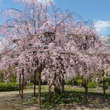 東寺　枝垂桜