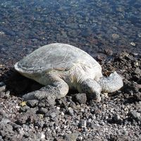 敷地内で、海亀発見！