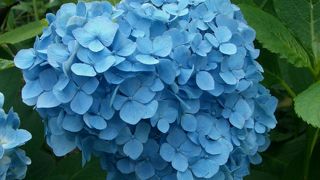 長谷寺の紫陽花はすばらしいです