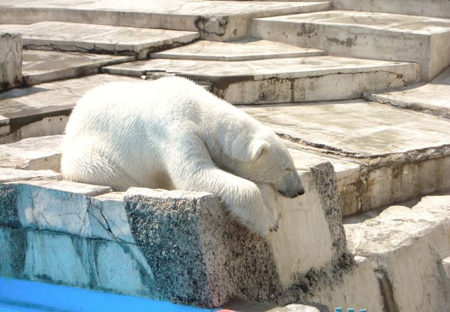 お昼寝中のシロクマ