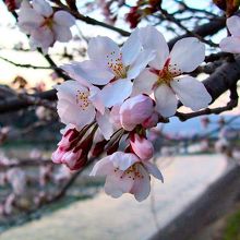 依田川桜堤防