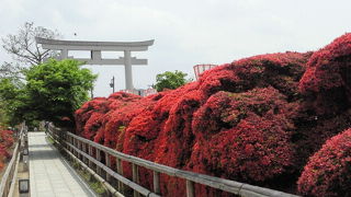 真っ赤なキリシマツツジは是非見てください　秋にはライブイベントもあります♪