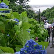 鎌倉で一番オススメの紫陽花スポットです☆☆