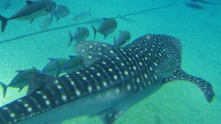 ジンベイザメ小さかったです、、、。