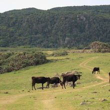 マイナーですが、牛や馬を見るならここへどうぞ
