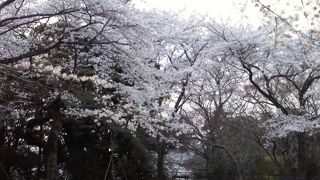 桜が美しい公園