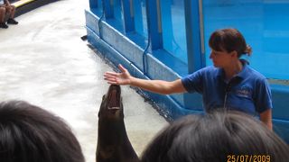 水族館も傍にありますが、ここにはイルカもいます