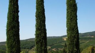 丘陵に延々と広がるぶどう畑