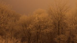 冬の夜の樹氷