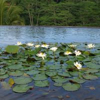 段々畑のようなホテルの造り。ホテルの屋根が蓮池に！